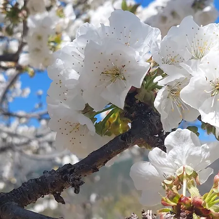 Puente Canto De Gredos *