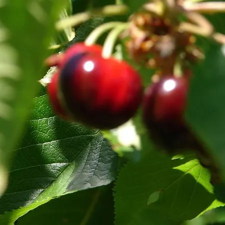 Puente Canto De Gredos * Arenas de San Pedro