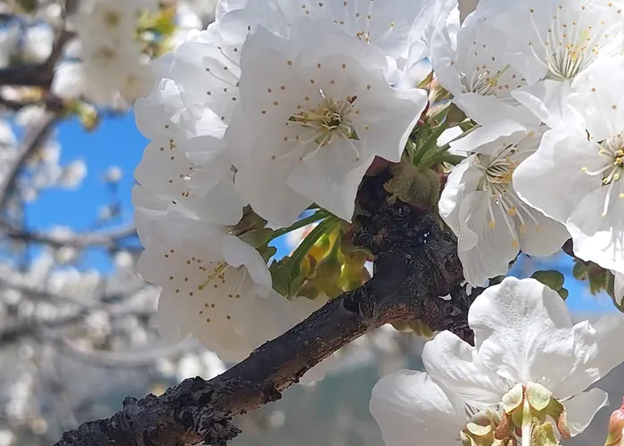 Puente Canto De Gredos *