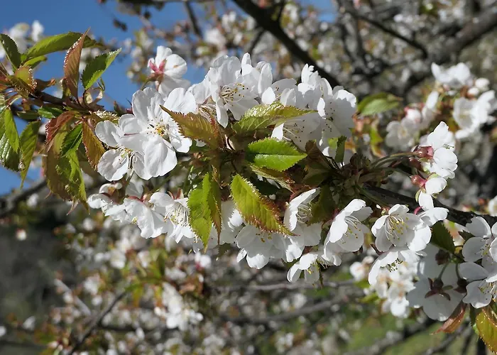 Дом отдыха Puente Canto De Gredos *